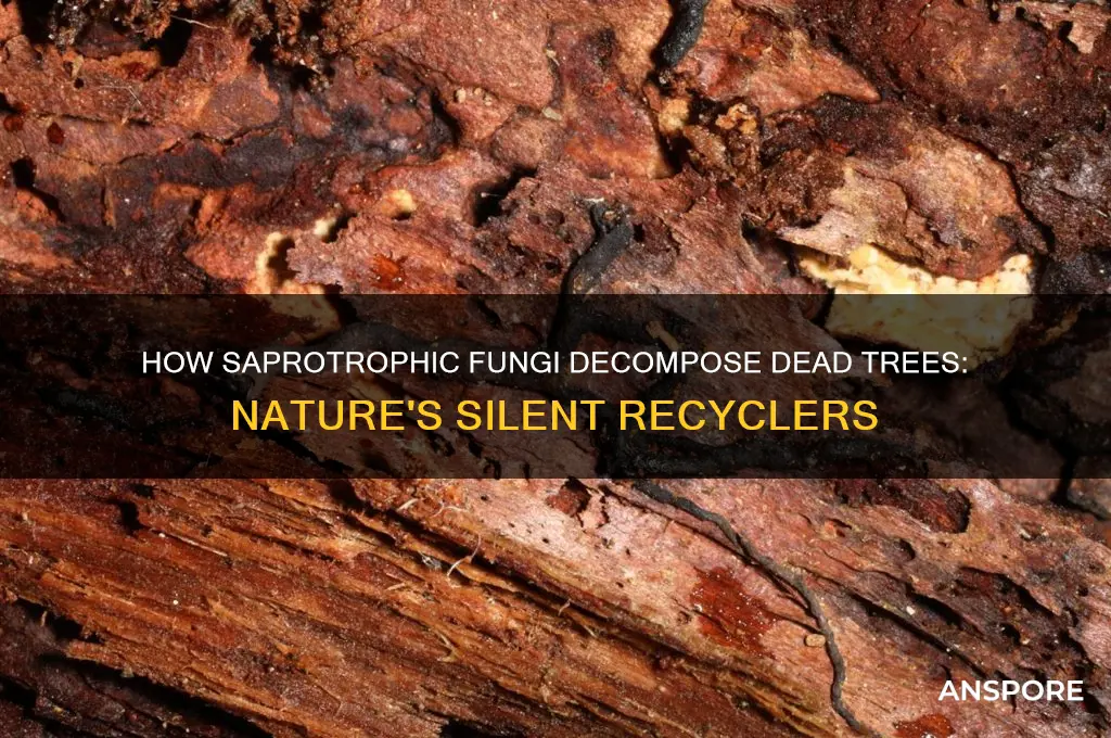 what mushroom eats dead trees