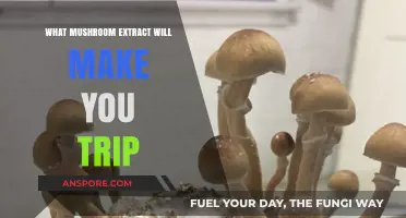 Exploring Psychedelic Mushroom Extracts: Which Ones Induce a Trip?