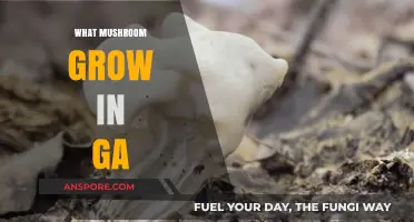 Discovering Georgia's Wild Mushrooms: A Guide to Native Fungal Species