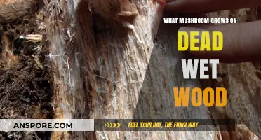 Discovering Mushrooms Thriving on Decaying Moist Wood: A Fascinating Guide