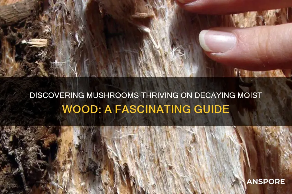 what mushroom grows on dead wet wood