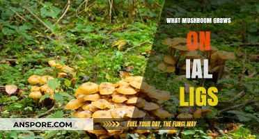 Unveiling the Mystery: Mushrooms Thriving on Dead Wood Explained