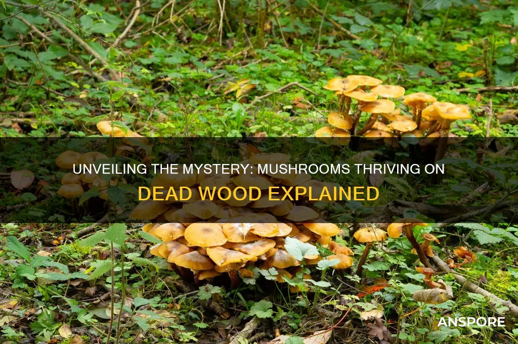 what mushroom grows on ial ligs