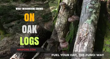 Discovering the Unique Mushroom Species Thriving on Oak Logs