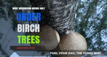Birch-Exclusive Fungus: Discovering the Unique Mushroom Beneath Birch Trees