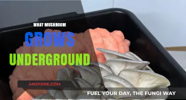 Discovering the Hidden World of Underground-Growing Mushrooms