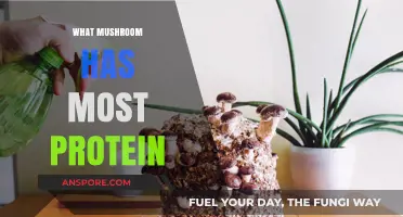 Mushroom Power: Which Variety Offers the Most Protein?