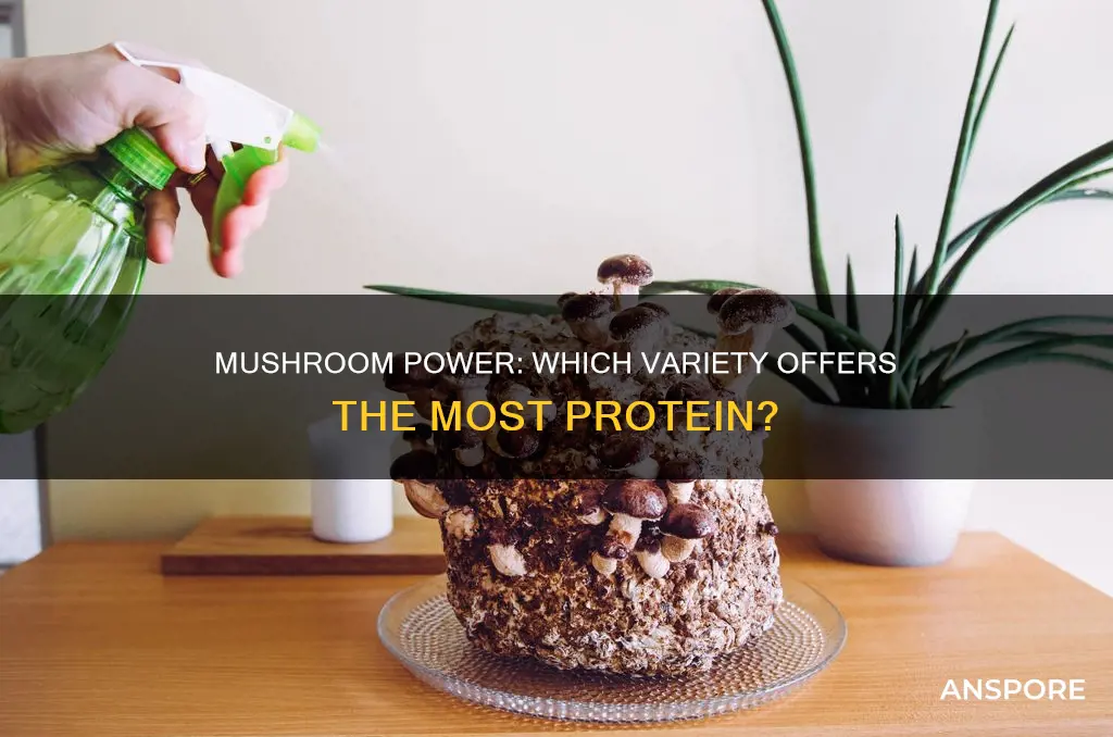 what mushroom has most protein