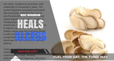 Mushroom Magic: Natural Ulcer Treatment