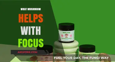 Mushroom Superpowers: Focus-Enhancing Fungi for Productivity