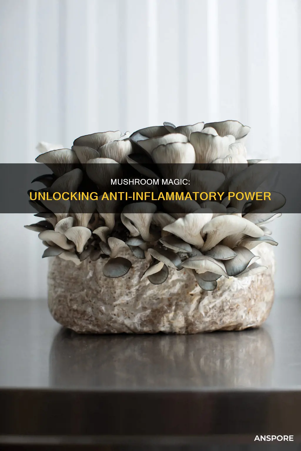 what mushroom helps with inflammation