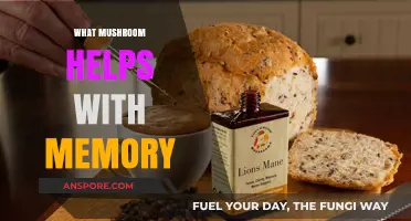 Mushroom Memory: Lion's Mane for Brain Power