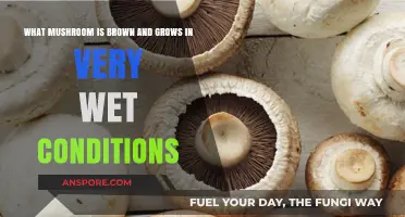 Brown Mushrooms Thriving in Wet Conditions: Identification and Habitat Guide