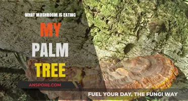 Identifying the Mushroom Species Damaging Your Palm Tree: A Guide
