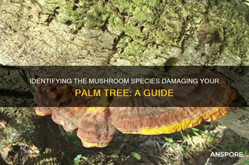 what mushroom is eating my palm tree