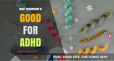 Natural ADHD Support: Best Mushrooms for Focus and Cognitive Health