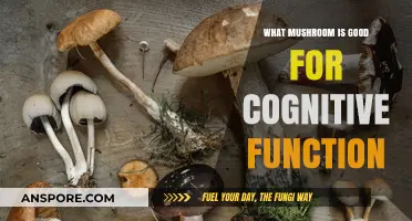 Boost Your Brain: Top Mushrooms for Enhanced Cognitive Function