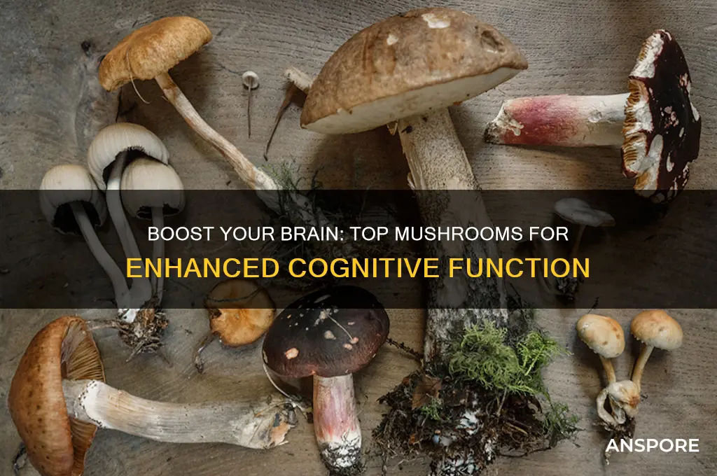 what mushroom is good for cognitive function