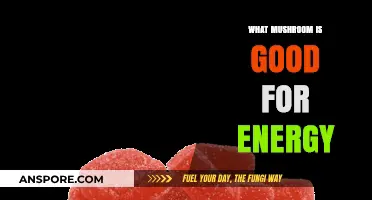 Boost Your Vitality: Top Mushrooms for Natural Energy and Focus