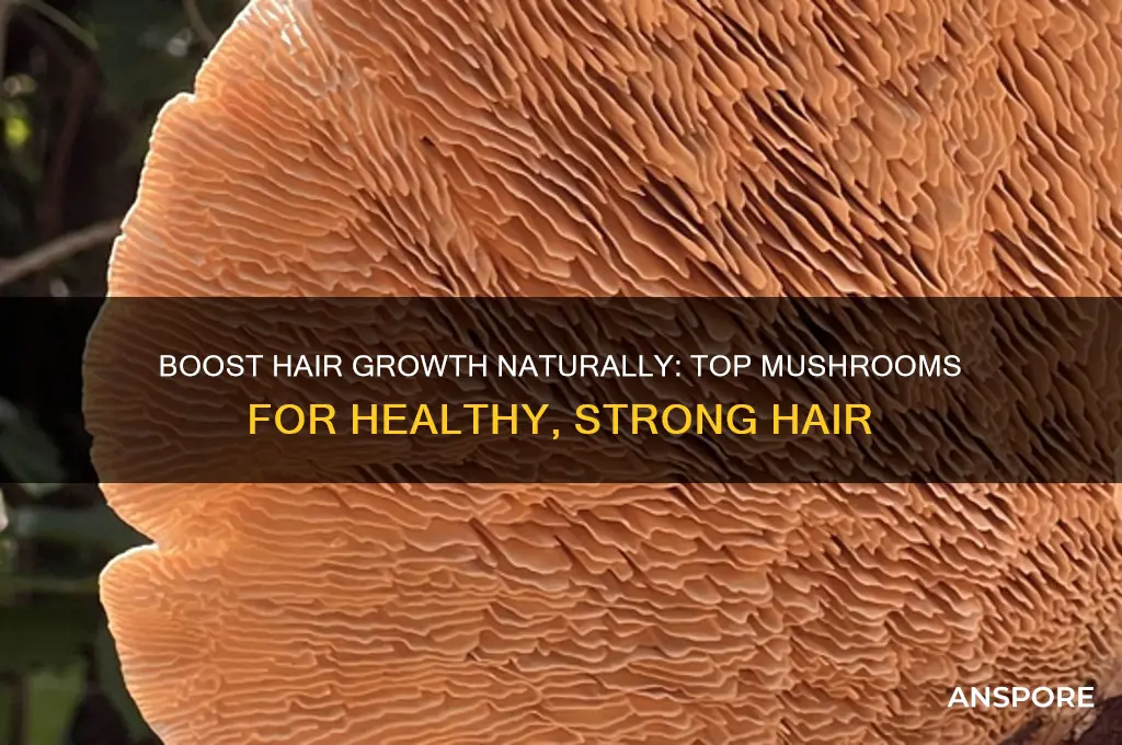 what mushroom is good for hair growth