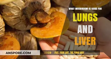 Boost Lung and Liver Health with These Powerful Medicinal Mushrooms