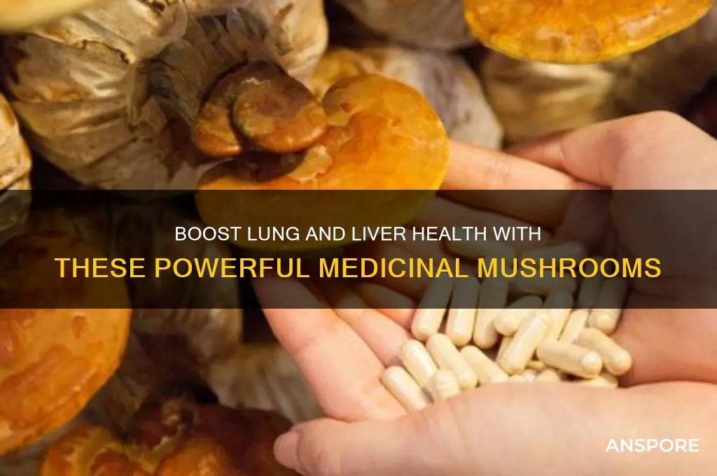 what mushroom is good for lungs and liver
