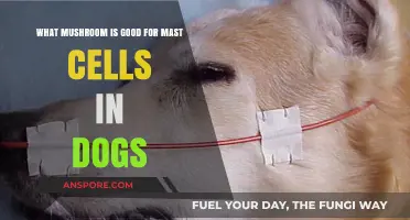 Natural Relief: Best Mushrooms for Dog Mast Cell Support