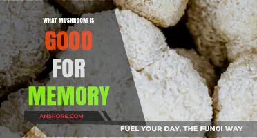 Boost Your Brain: Top Mushrooms for Enhancing Memory and Focus