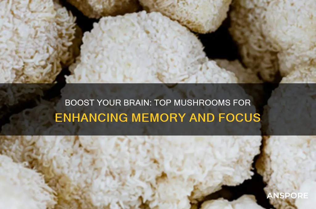 what mushroom is good for memory