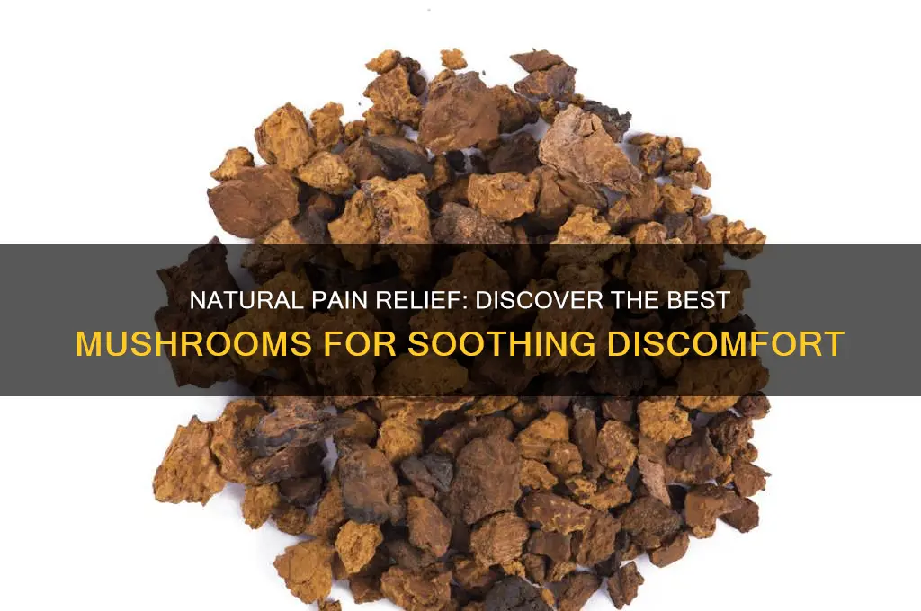 what mushroom is good for pain