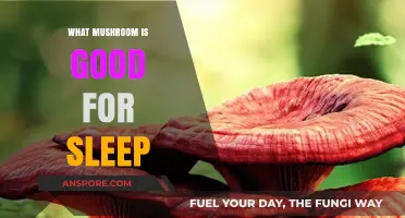 Discover the Best Mushrooms to Enhance Sleep Quality Naturally