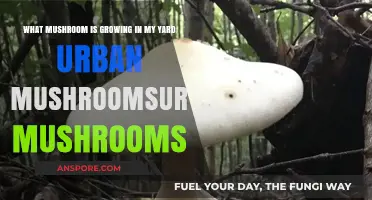 Identifying Urban Mushrooms: What's Growing in Your Yard?