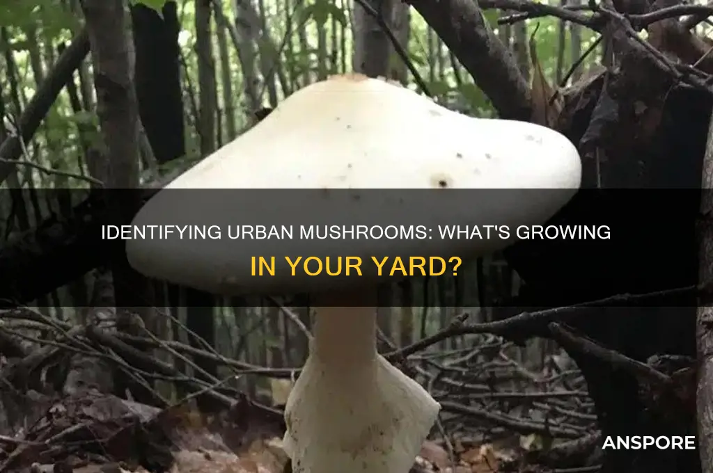 what mushroom is growing in my yard urban mushroomsurban mushrooms