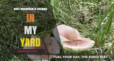 Identifying Mushrooms in Your Yard: A Guide to Common Varieties