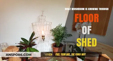 Unusual Fungus: Identifying the Mushroom Growing Through Your Shed Floor