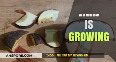 Identifying Mysterious Mushrooms: A Guide to What’s Growing in Your Yard