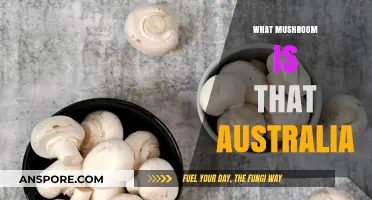 Australian Mushroom Guide: Identify Your Pickings