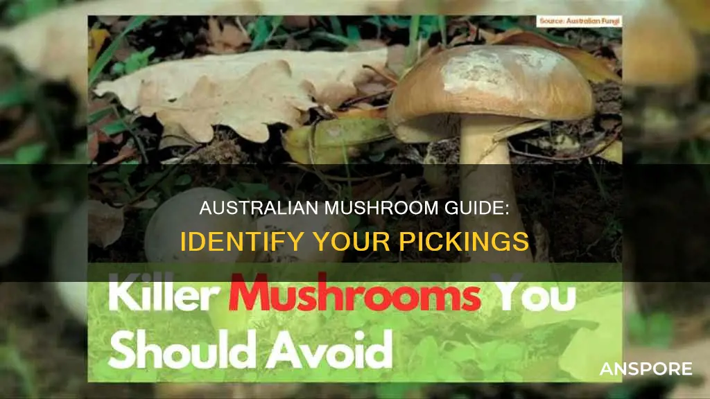 what mushroom is that australia