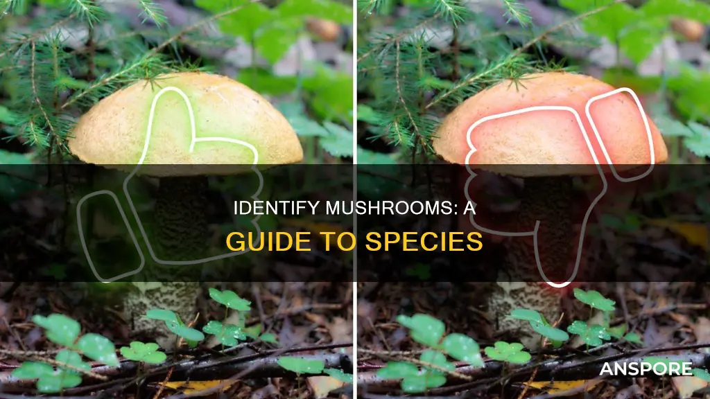 what mushroom is this