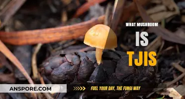 Identifying Mushrooms: What's in Your Basket?