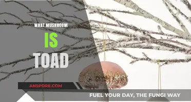 Toadstools: What Makes a Mushroom a Toad?