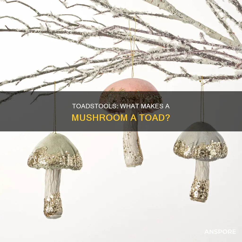 what mushroom is toad