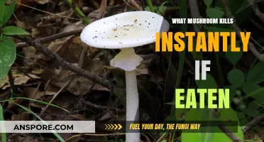 Deadly Mushroom Alert: Instant Fatality from Consuming the Destroying Angel