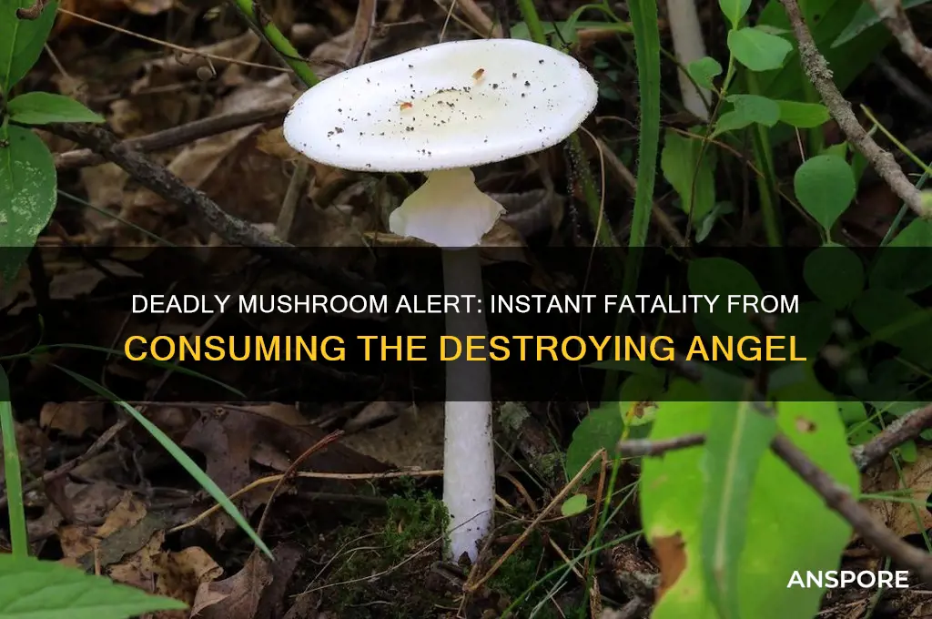 what mushroom kills instantly if eaten