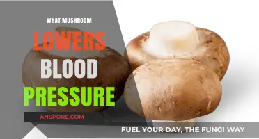 Mushroom Superpowers: Unlocking Nature's Key to Lower Blood Pressure