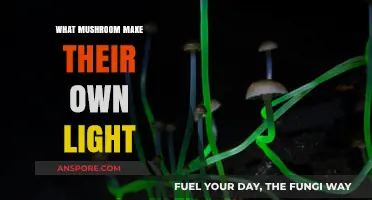 Glowing Fungi: Discover Mushrooms That Create Their Own Light