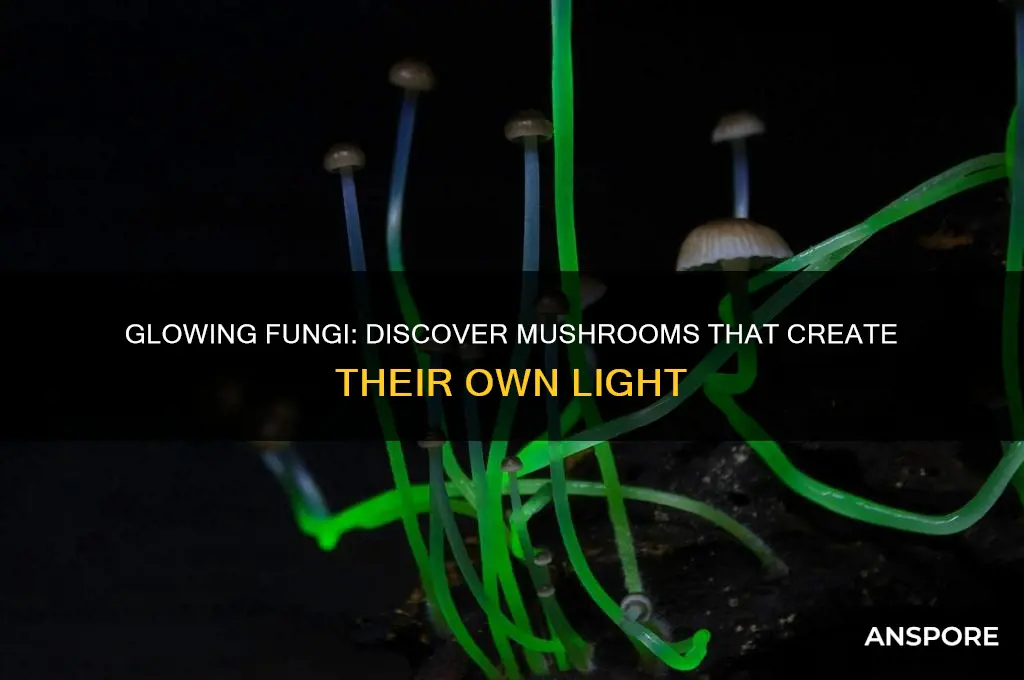 what mushroom make their own light