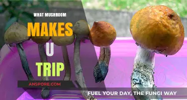 Exploring Psychedelic Mushrooms: Which Species Induce Mind-Altering Trips?