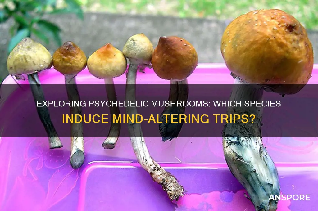 what mushroom makes u trip