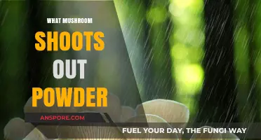 Mushroom Mysteries: Powder-Shooting Fungi
